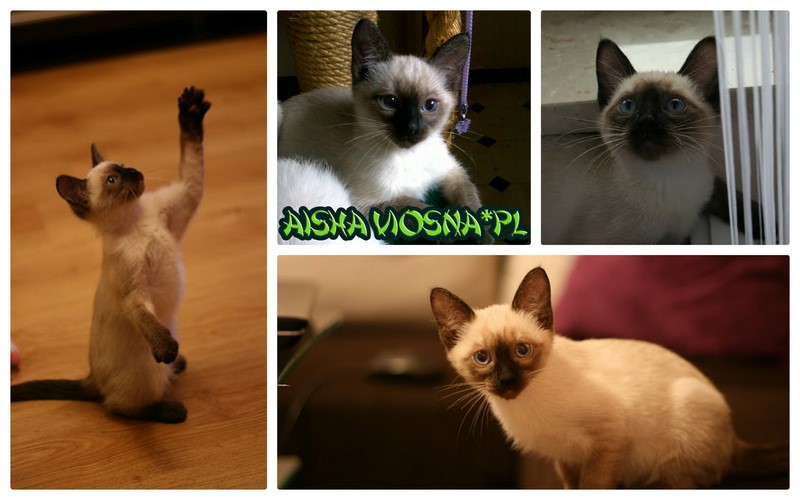 Aisha Viosna*PL