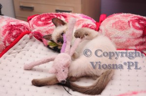 Jey Viosna*PL