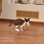 Dziabąg - zabawa piłeczką (playing with the ball)