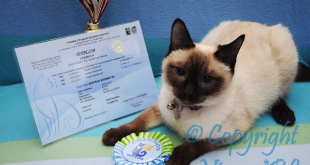 Champion Elmirka Viosna*PL