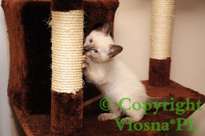 Heidi Viosna*PL
