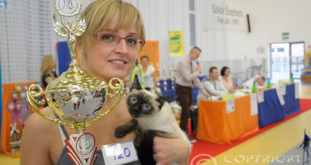 Międzynarodowa Wystawa Kotów – Toruń 13-14 września 2014