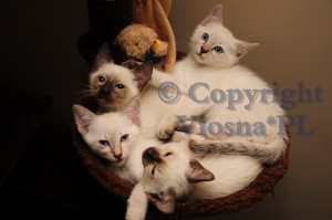Miot J Viosna*PL