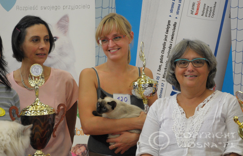 Międzynarodowa Wystawa Kotów Rasowych – Toruń, 13-14.09.2014