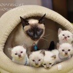 Whisper jako mama (as a mom) - miot E