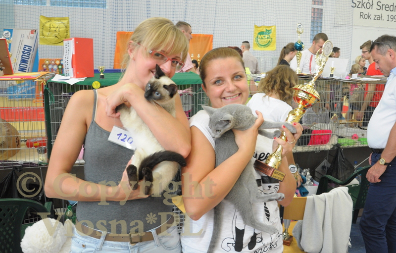 Międzynarodowa Wystawa Kotów Rasowych – Toruń, 13-14.09.2014