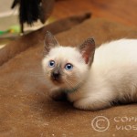 Furia Viosna*PL - maly odpoczynek w zabawie (little rest from playing)