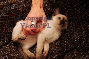 Joker VIosna*PL