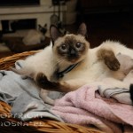 Elmirka Viosna*PL - pierwszy raz jako mama (as a mom for the first time) miot F