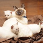 Elmirka Viosna*PL - pierwszy raz jako mama (as a mom for the first time) miot F
