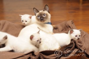 Elmirka Viosna*PL - pierwszy raz jako mama (as a mom for the first time) miot F