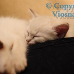 Helenka Viosna*PL