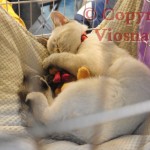 Julian Viosna*PL