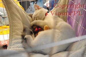 Julian Viosna*PL