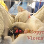 Julian Viosna*PL