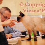 Elmirka Viosna*PL podczas oceny