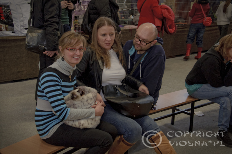 Międzynarodowa wystawa kotów rasowych – Toruń, 15-16.02.2014