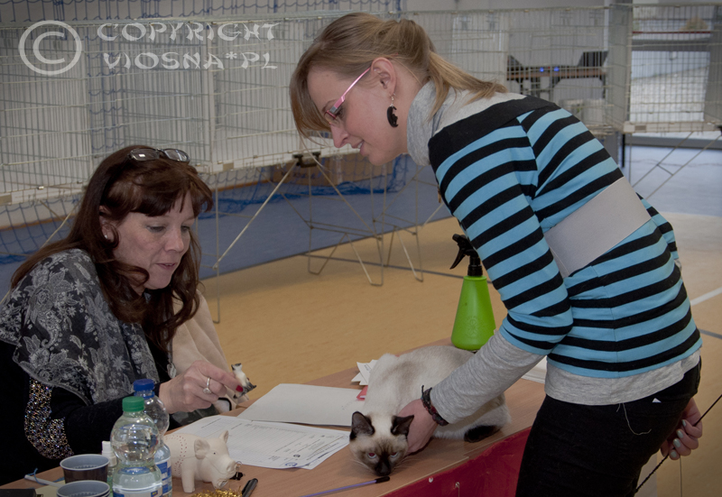 Międzynarodowa wystawa kotów rasowych – Toruń, 15-16.02.2014