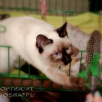 Elmirka Viosna*PL - jej pierwsza wystawa (her first cat show)