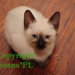 Happy Viosna*PL