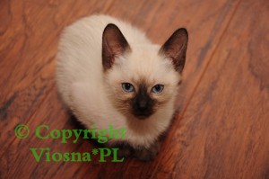 Happy Viosna*PL