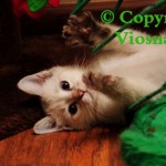 Helenka Viosna*PL