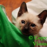 Happy Viosna*PL