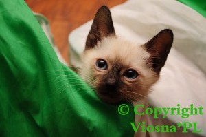 Happy Viosna*PL