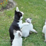 Dziabąg - z miotem E w ogrodzie (in the garden with litter E)