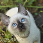 Elmirka Viosna*PL - pierwszy raz na dworze (outside for the first time)