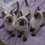 Delta & Diablo & Dayla Viosna*PL