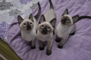 Delta & Diablo & Dayla Viosna*PL
