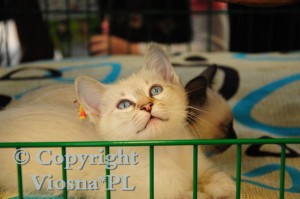 Helenka Viosna*PL