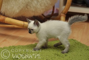 Enya Viosna*PL