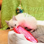 Helenka Viosna*PL