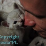 Inblue Viosna*PL