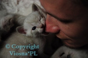 Inblue Viosna*PL