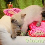 Helenka Viosna*PL