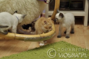 Rudi & kocięta z miotu E - Hodowla kotów tajskich Viosna*PL