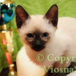 Happy Viosna*PL