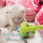 Inblue Viosna*PL
