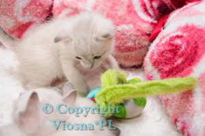 Inblue Viosna*PL
