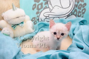 Inblue Viosna*PL