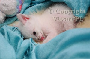 Illy Viosna*PL