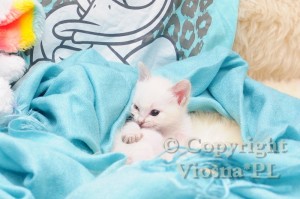 Illy Viosna*PL
