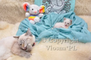 Illy Viosna*PL