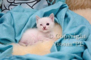 Illy Viosna*PL