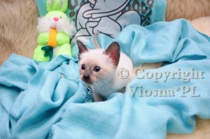 Irenka Viosna*PL