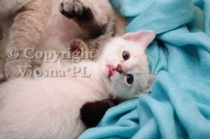 Inblue Viosna*PL