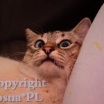 Forrest Viosna*PL
